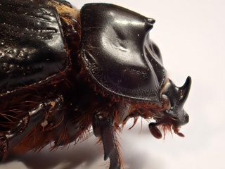 P1303412a.jpg